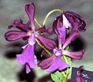 Foto/Photo: M.Rosário Almeida Braga