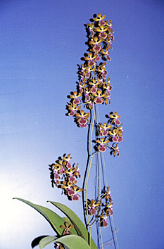 Foto/Photo: M.Rosário Almeida Braga