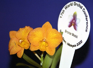 Foto/Photo: M.Rosário Almeida Braga