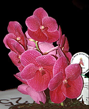 Foto/Photo: Geoff Fulcher.