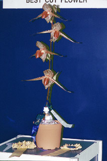 Foto/Photo: Geoff Fulcher.