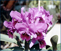 Foto/Photo: Sonia de A. Polonio