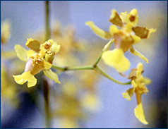 Foto/Photo: Sonia de A. Polonio