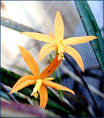 Foto/Photo: Sonia de A. Polonio