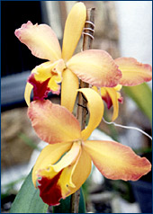 Foto/Photo: Sonia de A. Polonio