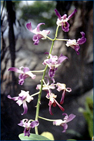 Foto/Photo: Sonia de A. Polonio