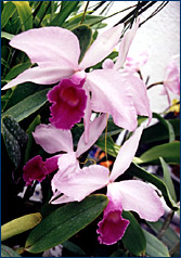 Foto/Photo: Sonia de A. Polonio