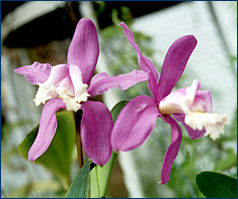 Foto/Photo: Sonia de A. Polonio