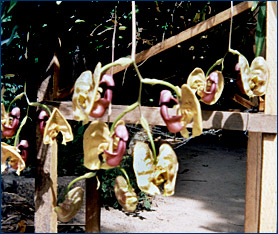 Foto/Photo: Sonia de A. Polonio