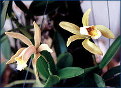 Foto/Photo: Sonia de A. Polonio