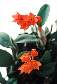 Foto/Photo: Sonia de A. Polonio