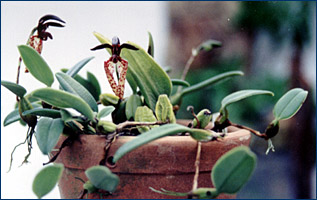 Foto/Photo: Sonia de A. Polonio