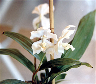 Foto/Photo: Sonia de A. Polonio