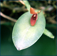 Foto/Photo: Sonia de A. Polonio