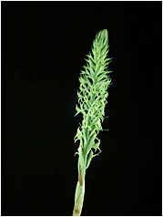 Foto/Photo: Sergio Araujo