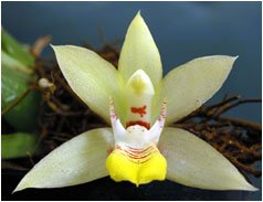 Foto/Photo: Sergio Araujo