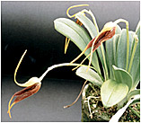 Foto/Photo: Sergio Araujo