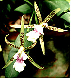 Foto/Photo: Sergio Araujo