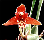 Foto/Photo: Sergio Araujo