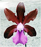 Foto/Photo: Sergio Araujo