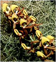 Foto/Photo: Sergio Araujo