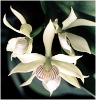 Foto/Photo: Sergio Araujo