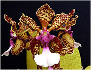 Foto/Photo: Sergio Araujo