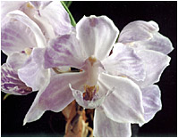 Foto/Photo: Sergio Araujo