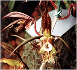 Foto/Photo: Sergio Araujo