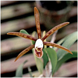 Foto/Photo: Sergio Araujo