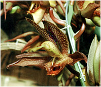 Foto/Photo: Sergio Araujo