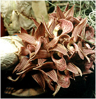 Foto/Photo: Sergio Araujo