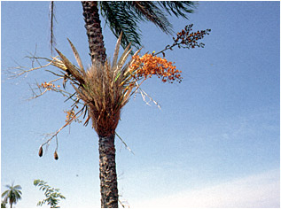 Foto/Photo: Francisco Miranda