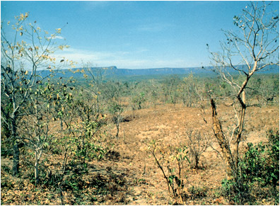 Foto/Photo: Francisco Miranda