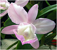 Foto/Photo: Sergio Araujo