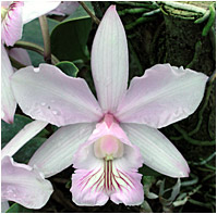 Foto/Photo: Sergio Araujo