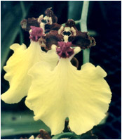 Foto/Photo: Sergio Araujo