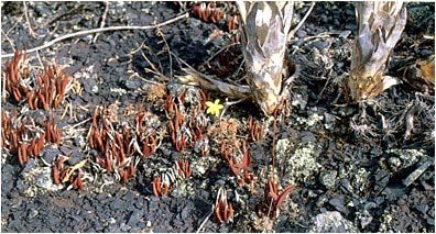 Foto/Photo: Francisco Miranda