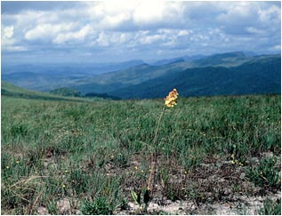 Foto/Photo: Francisco Miranda