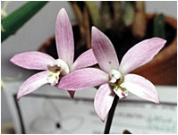 Foto/Photo: Sergio Araujo