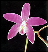 Foto/Photo: Sergio Araujo