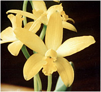 Foto/Photo: Sergio Araujo