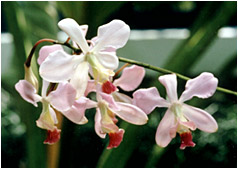 Foto/Photo:Sergio Araujo