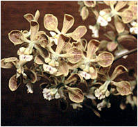 Foto/Photo:Sergio Araujo