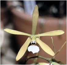 Foto/Photo:Sergio Araujo