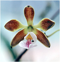 Foto/Photo:Sergio Araujo