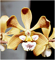 Foto/Photo:Sergio Araujo