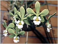 Foto/Photo:Sergio Araujo