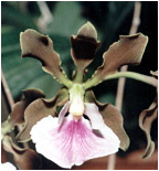 Foto/Photo:Sergio Araujo