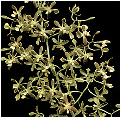 Foto/Photo:Sergio Araujo